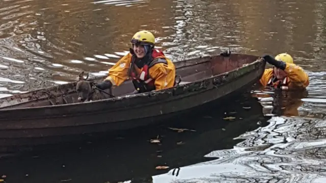 Dog in boat