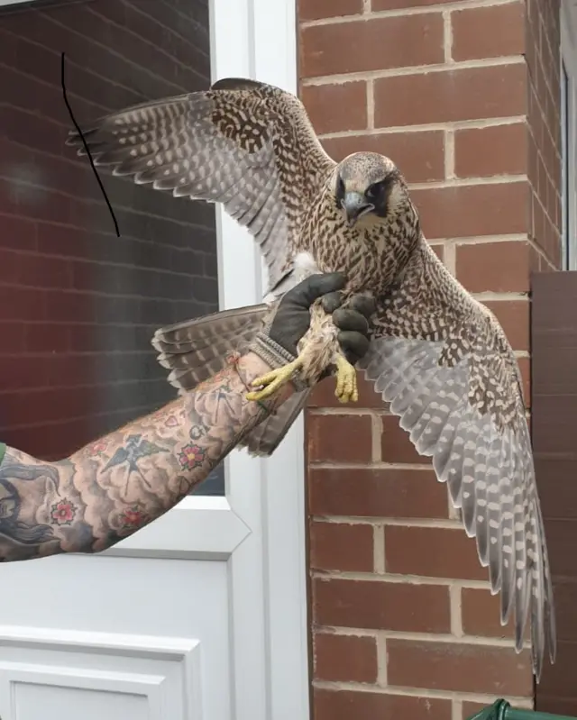 Injured peregrine falcon