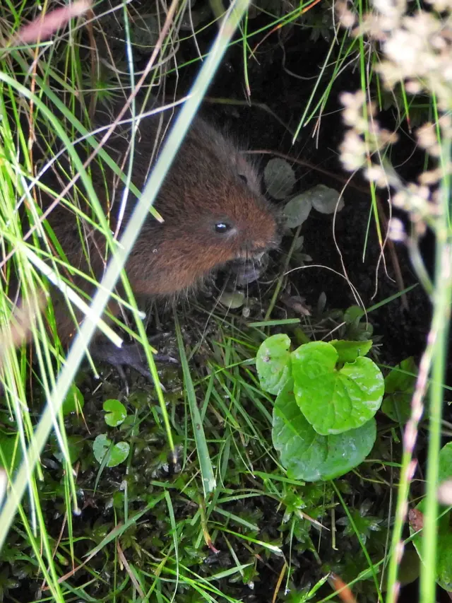 Water voles