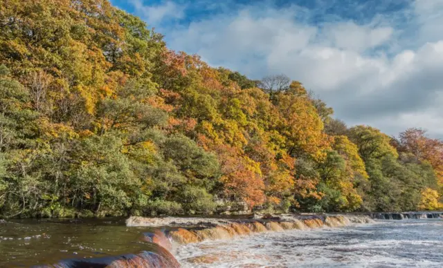 Trees over the river in Whorlton