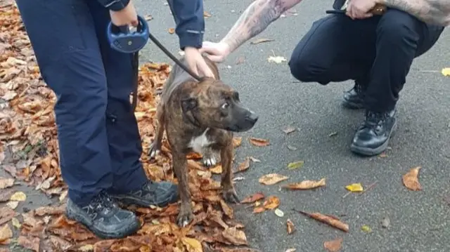 Dog after the rescue