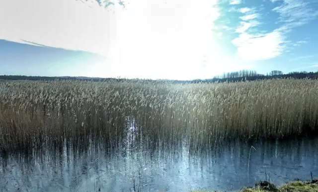 Old Moor nature reserve