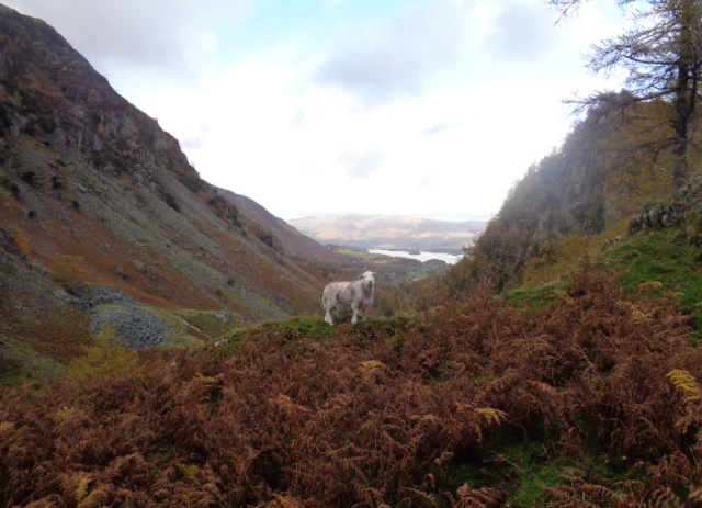 Herdwick in autumn valley