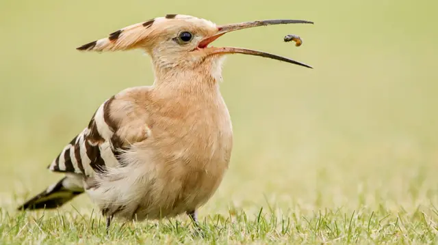 The hoopoe