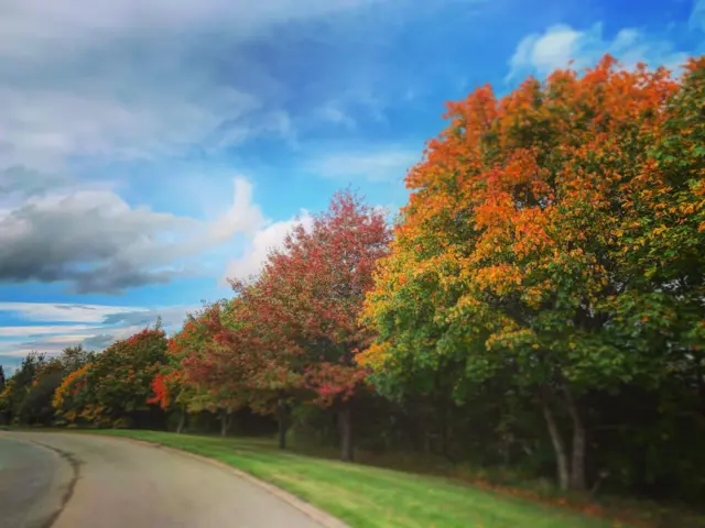 Autumn trees Ripley