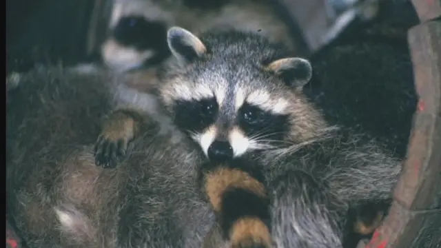 A racoon