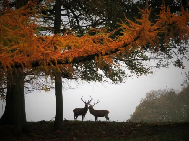 Deer in Elton