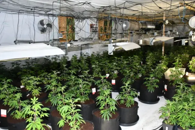 Cannabis plants