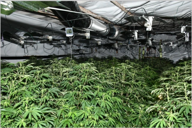 Cannabis production equipment