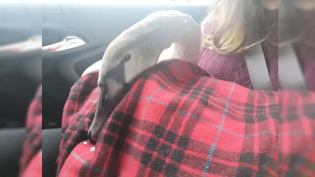 Carrying the swan in her coat