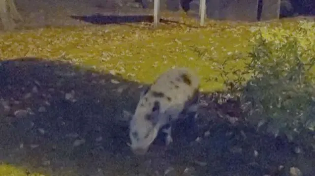 pig on loose