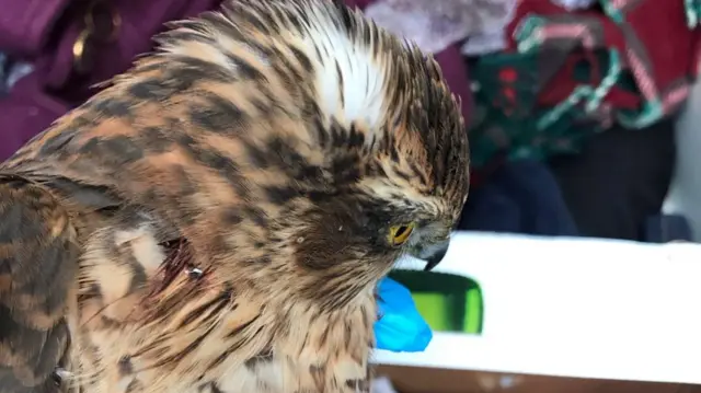 Injured Bird