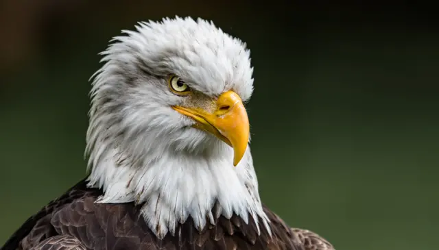 Eagle