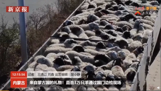 Thousands of live sheep have been travelling from Mongolia to China since late October