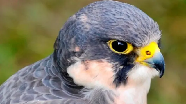 Peregrine falcon