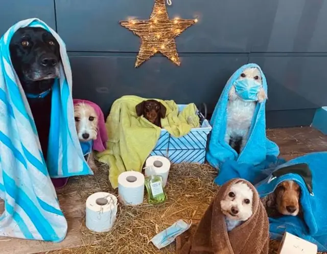 Covid style dog nativity photograph