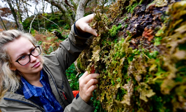 April windle taking lichen from tree