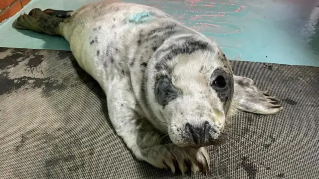 Injured baby seal