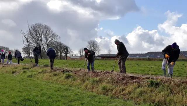 Farm hedge planting in Jersey