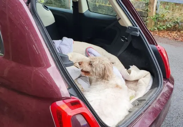 Dog in back of car