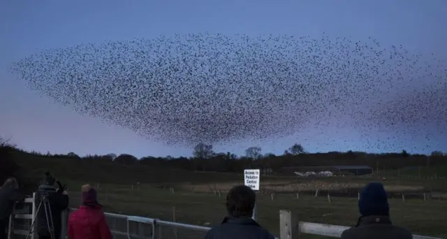 Murmuration at Catterick