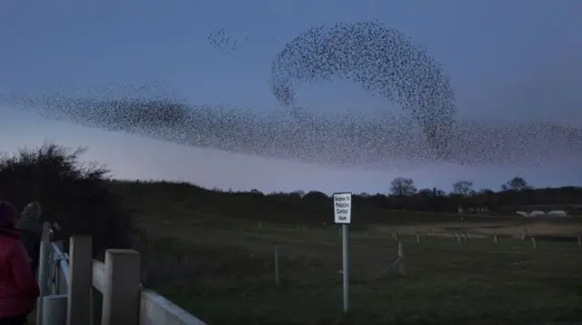 Murmuration