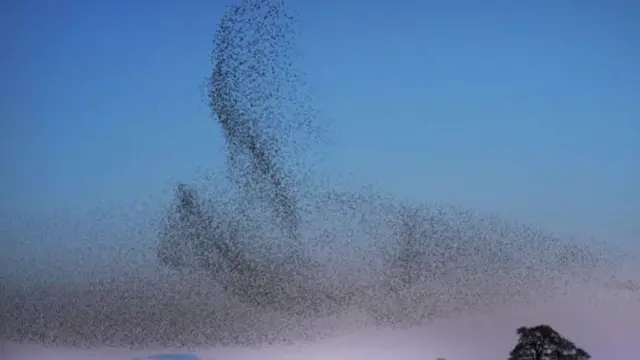 Murmuration at Catterick