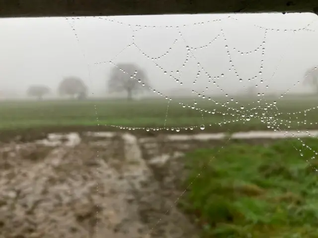 Gloomy sky and cobweb