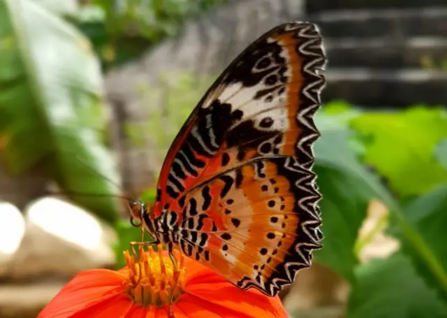 Butterfly farm