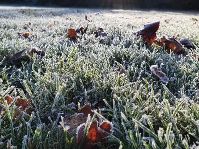 Frost