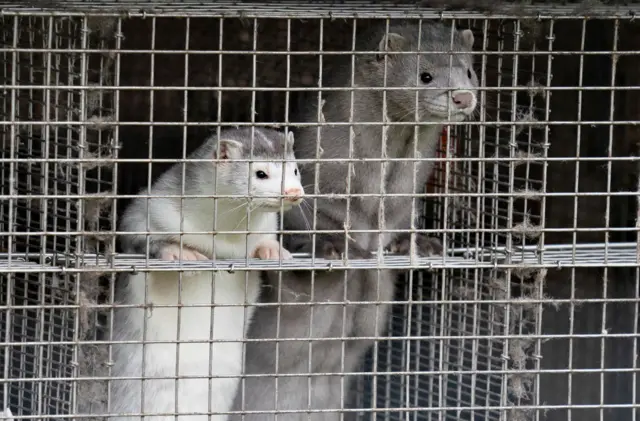 Mink at a farm in Denmark