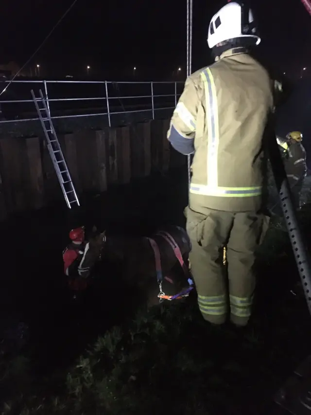 Horse being rescued