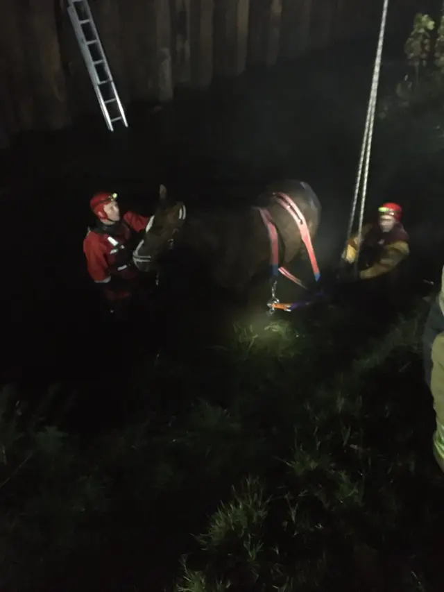 Horse being rescued