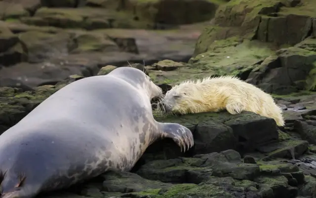 Seal and pup