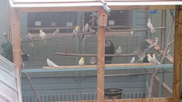 Birds in aviary