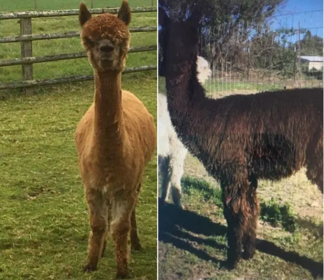 Stolen alpacas