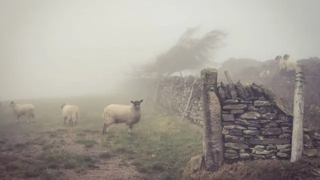 A picture of fog and a sheep in Sheffield