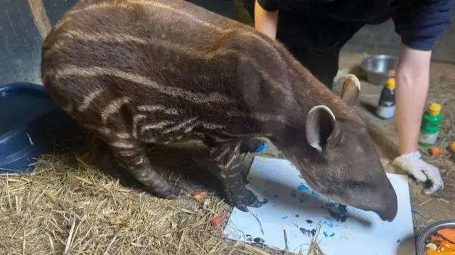 Baby tapir Shaun gets painting