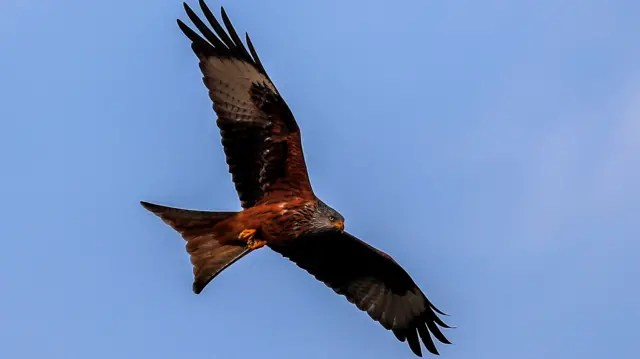 A red kite