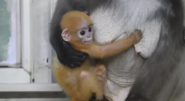 Dusky leaf monkey