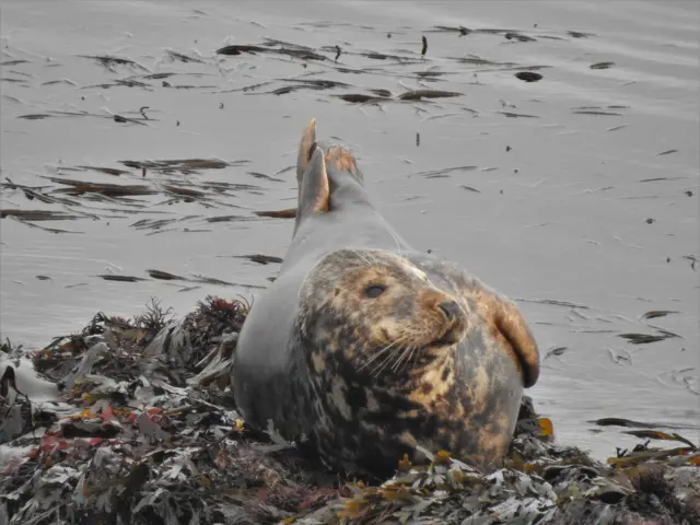 A juvenile grey seal