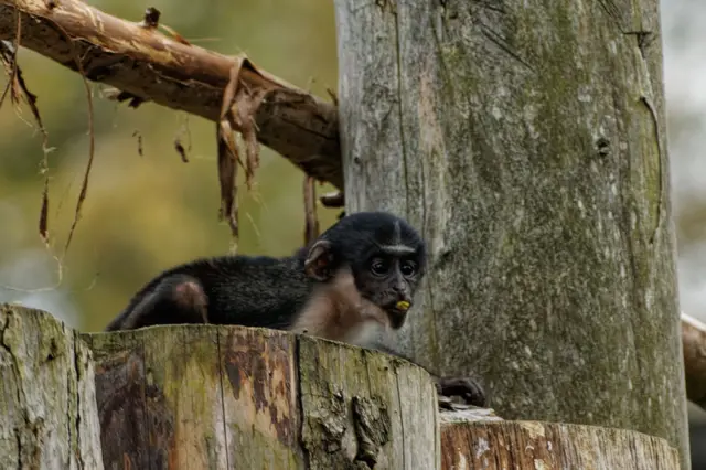 Diana monkey