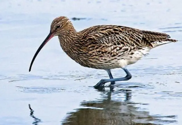 Curlew