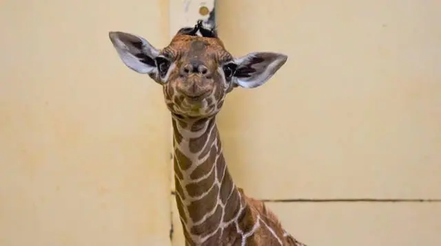 Margaret the giraffe