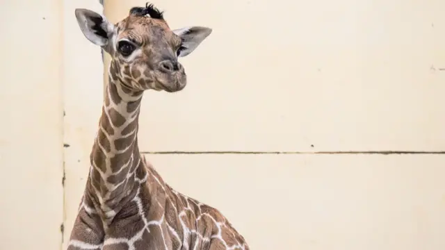 Margaret the giraffe born at Whipsnade Zoo and named after first patient in the world to receive a Covid-19 vaccine