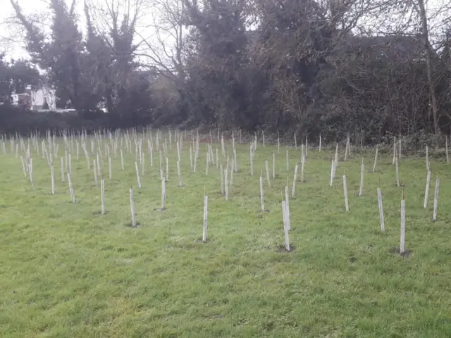 Saplings before they were attacked