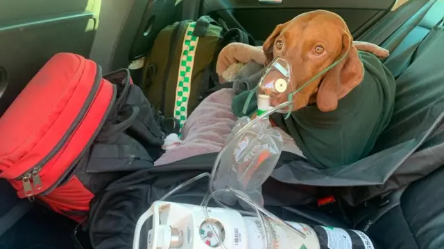 Walter wearing an oxygen mask