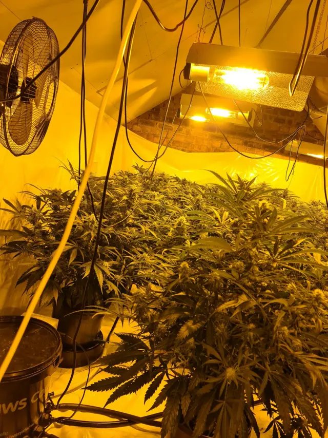 Cannabis factory