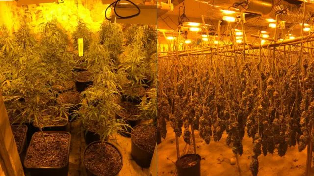 Cannabis grow found in a building in Ironville, Derbyshire