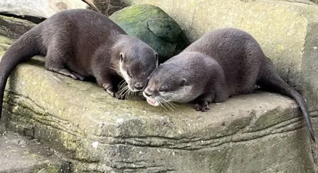 Otters Harris and Pumpkin